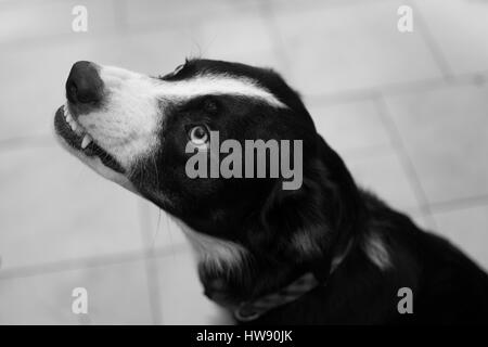 Chien Border Collie en colère, grogne et montrant les dents Banque D'Images