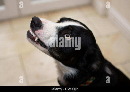 Chien Border Collie en colère, grogne et montrant les dents Banque D'Images