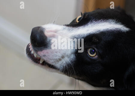 Chien Border Collie en colère, grogne et montrant les dents Banque D'Images