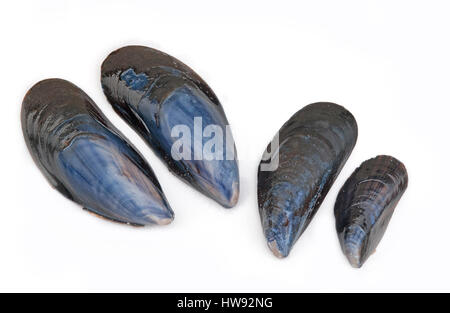 Coquille de moules bleues isolé sur fond blanc Banque D'Images