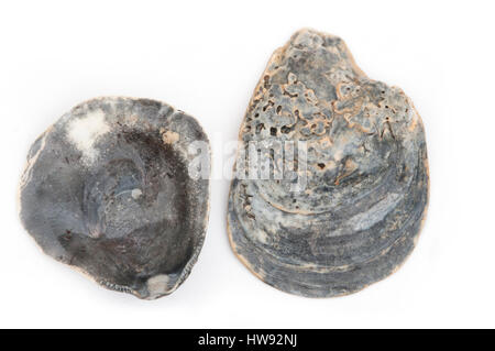 Black oyster shell isolé sur fond blanc Banque D'Images