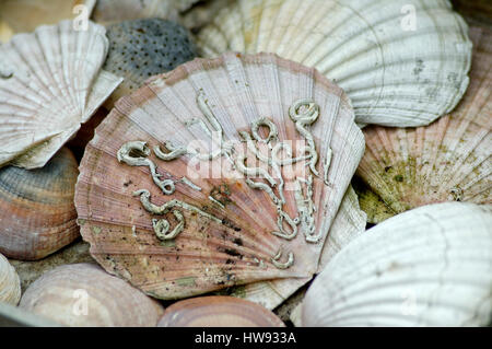 Une collection de coquillages sur une plage. Banque D'Images