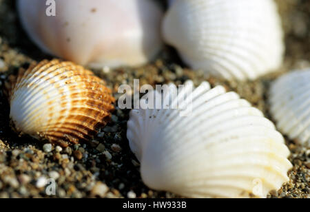 Une collection de coquillages sur une plage. Banque D'Images