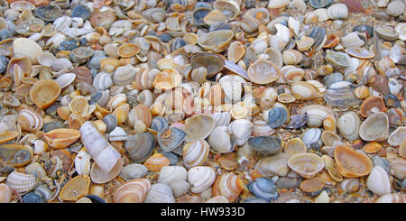 Une collection de coquillages sur une plage. Banque D'Images