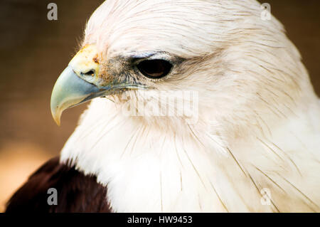 Brahimy Kite à Albay Park and Wildlife, Legazpi City, Philippines Banque D'Images