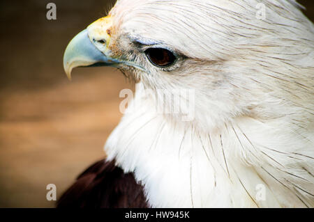 Brahimy Kite à Albay Park and Wildlife, Legazpi City, Philippines Banque D'Images