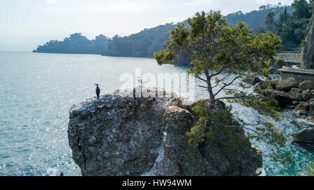 Cadrega's rock, pin maritime arbre, vue aérienne, le bord de l'eau entre Santa Margherita Ligure et Portofino, Paraggi, ligurie, italie Banque D'Images