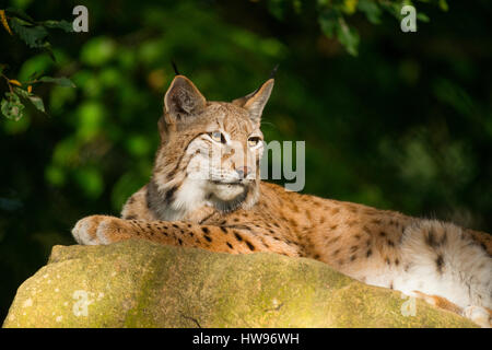 Lynx Boréal, le lynx (Lynx lynx) allongé sur un rocher, captive, Bavière, Allemagne Banque D'Images