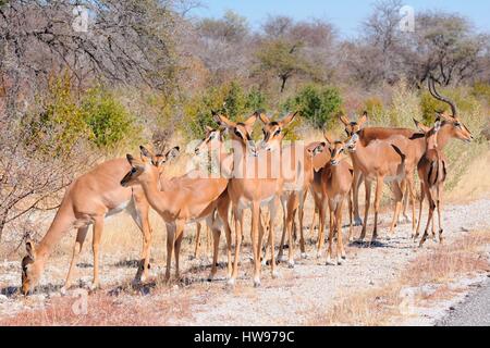 Troupeau d'impalas à face noire (Aepyceros melampus petersi) debout au bord de la route goudronnée, Etosha National Park, Namibie Banque D'Images