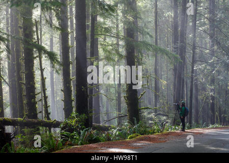 Parc provincial Juan de Fuca, sur l'île de Vancouver, Colombie-Britannique. Banque D'Images