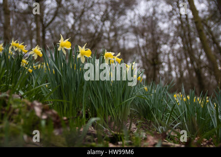La floraison des jonquilles sauvages (Narcissus pseudonarcissus pseudonarcissus). Jonquille indigènes, aka prêté lily, en fleurs en bois taillis d'Oyster, UK Banque D'Images