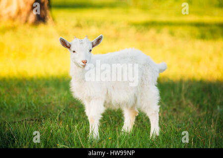 Kid chèvre broute sur l'herbe verte de l'été sur une journée ensoleillée. Manger une chèvre de l'Herbe sur un pré vert. Bébés Animaux de ferme Banque D'Images