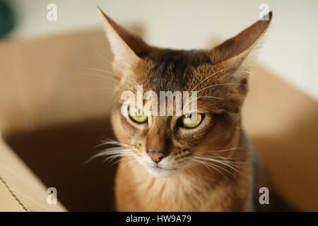 Jeune chat abyssin assis en boîte carton Banque D'Images