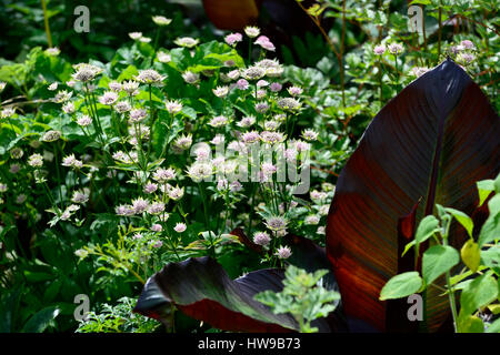 Astrantia Bo Ann, Ensete ventricosum Maurelii, Big banana leaf mauve, blanc, fleurs, feuillages, feuilles, exotique, mélanger, mixte, combinaison, Floral RM Banque D'Images