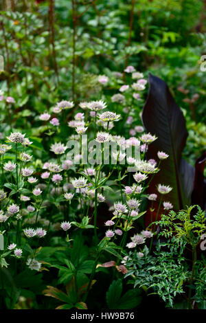 Astrantia Bo Ann, Ensete ventricosum Maurelii, Big banana leaf mauve, blanc, fleurs, feuillages, feuilles, exotique, mélanger, mixte, combinaison, Floral RM Banque D'Images