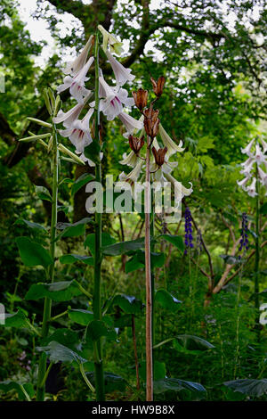 Cardiocrinum giganteum var yunnanense, Yunnan géant Lily, lys, lilium , fleurs, fleurs, floraison, seedhead, graines, bois, bois, ombre, ombragé, Banque D'Images