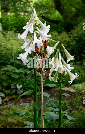 Cardiocrinum giganteum var yunnanense, Yunnan géant Lily, lys, lilium , fleurs, fleurs, floraison, seedhead, graines, bois, bois, ombre, ombragé, Banque D'Images