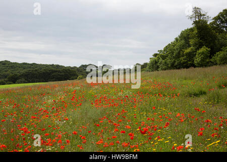 Domaine de coquelicots rouges communs, Papaver rhoeas, en pleine floraison, les jardins perdus de Heligan, Cornwall, UK Banque D'Images