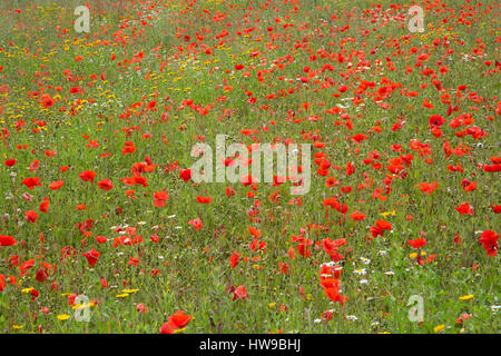 Domaine de coquelicots rouges communs, Papaver rhoeas, en pleine floraison, les jardins perdus de Heligan, Cornwall, UK Banque D'Images