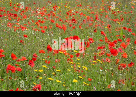 Domaine de coquelicots rouges communs, Papaver rhoeas, en pleine floraison, les jardins perdus de Heligan, Cornwall, UK Banque D'Images