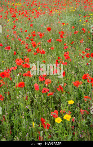 Domaine de coquelicots rouges communs, Papaver rhoeas, en pleine floraison, les jardins perdus de Heligan, Cornwall, UK Banque D'Images