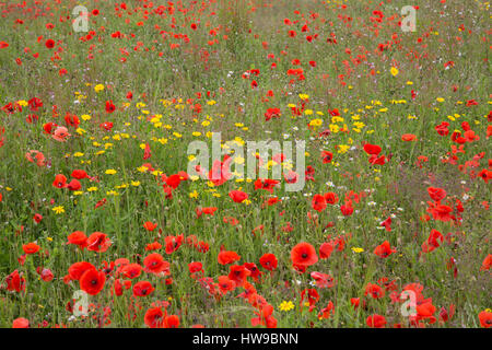 Domaine de coquelicots rouges communs, Papaver rhoeas, en pleine floraison, les jardins perdus de Heligan, Cornwall, UK Banque D'Images