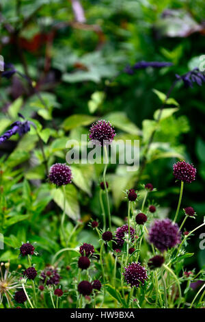 Scabiosa atropurpurea Chili noir, noir, violet, blanc, fleur, fleurs, plantes vivaces, fleurs, RM Banque D'Images