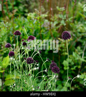 Scabiosa atropurpurea Chili noir, noir, violet, blanc, fleur, fleurs, plantes vivaces, fleurs, RM Banque D'Images