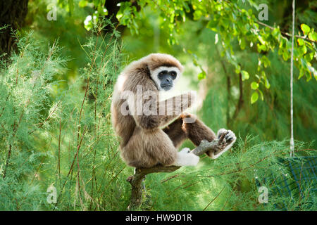 Mains blanc relaxant gibbon Banque D'Images