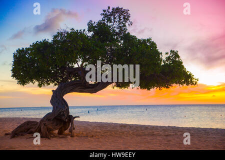 Arbre divi divi magnifique au coucher du soleil sur la plage à Aruba Banque D'Images