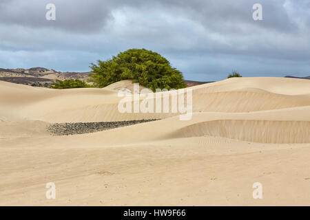 Deserto de Viana Viana (Désert) , Boa Vista, Cap Vert, Afrique Banque D'Images