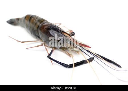 Crevettes crus frais isolé sur fond blanc Banque D'Images