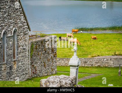Le pâturage du bétail et ennuyeux à proximité d'un cygne sur les rives de la rivière Shannon à Clonmacnoise en comté d'Offaly. Banque D'Images