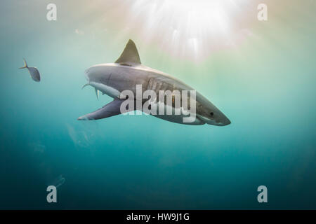 Grand requin blanc (Carcharodon carcharias) Banque D'Images