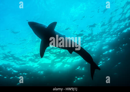 Grand requin blanc (Carcharodon carcharias) Banque D'Images