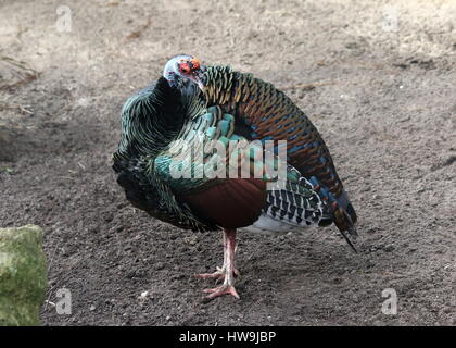 Ocellated turquie (Meleagris ocellata), indigènes de la jungle de la péninsule du Yucatán au Mexique et au Guatemala Banque D'Images