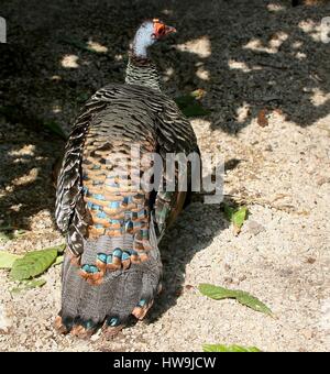 Ocellated turquie (Meleagris ocellata), indigènes de la jungle de la péninsule du Yucatán au Mexique et au Guatemala Banque D'Images