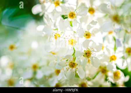 Vue rapprochée du bird cherry (padus) fleurs en grappe. Belles fleurs sont éclairées par le soleil. La joie et la beauté du printemps. Banque D'Images