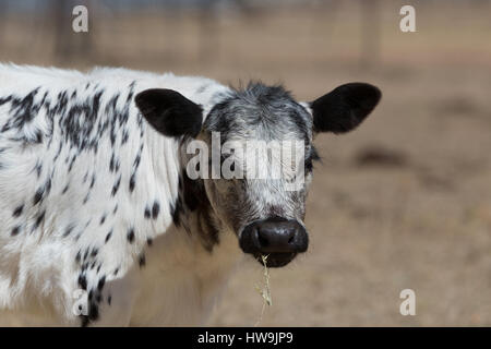 Une photographie d'un parc de speckle veau sur une ferme du centre-sud, Australie occidentale. C'est l'une des rares races de bovins mis au point au Canada et wa Banque D'Images