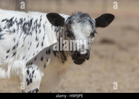 Une photographie d'un parc de speckle veau sur une ferme du centre-sud, Australie occidentale. C'est l'une des rares races de bovins mis au point au Canada et wa Banque D'Images