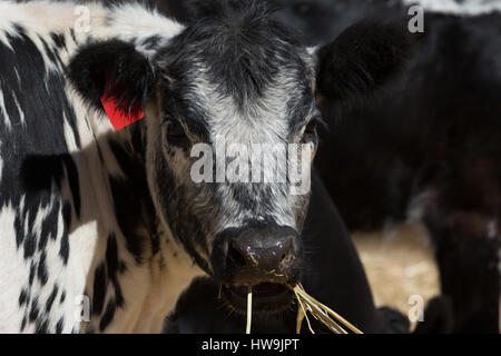 Une photographie d'un Speckle Park cow dans une ferme de l'ouest central NSW, Australie. C'est l'une des rares races de bovins mis au point au Canada et a été Banque D'Images