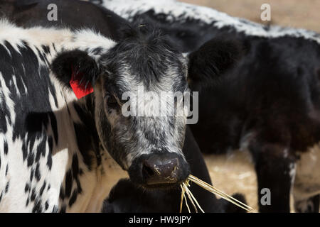 Une photographie d'un Speckle Park cow dans une ferme de l'ouest central NSW, Australie. C'est l'une des rares races de bovins mis au point au Canada et a été Banque D'Images