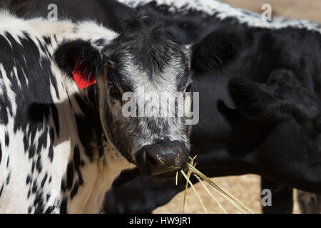 Une photographie d'un Speckle Park cow dans une ferme de l'ouest central NSW, Australie. C'est l'une des rares races de bovins mis au point au Canada et a été Banque D'Images