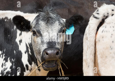 Une photographie d'un Speckle Park cow dans une ferme de l'ouest central NSW, Australie. C'est l'une des rares races de bovins mis au point au Canada et a été Banque D'Images