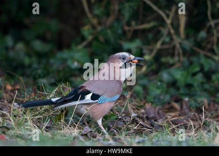 Une eurasienne Jay (Garrulus glandarius) la collecte d'arachides dans un jardin, Hastings, East Sussex, UK Banque D'Images