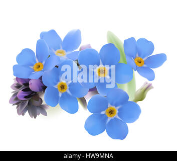 Ne m'oubliez pas. Myosotis. Illustration numérique dessiné à la main de bleu de fleurs de printemps avec centre jaune sur fond blanc. Banque D'Images