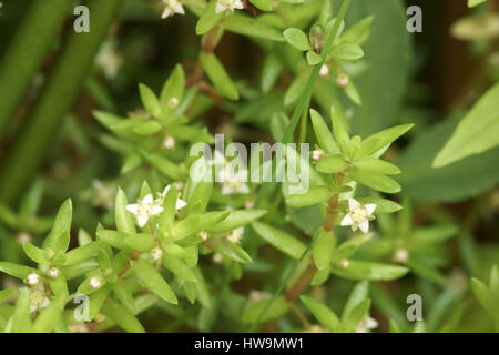 Crassula helmsii Banque D'Images