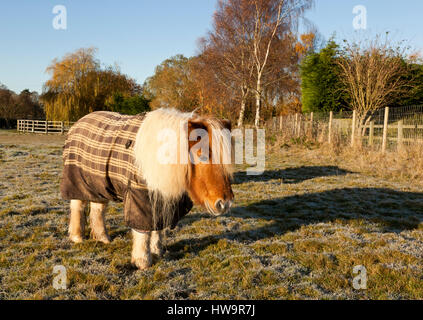 Un poney âgé portant un tapis Banque D'Images