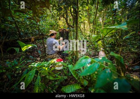 France, Guyana, Guyane Française, Parc amazonien zone cœur, Mont Itoupe, saison des pluies, entomologiste installe un piège pour capturer les insectes Apats fermenté et de papillons dans la forêt de nuages au sommet (830 m) Banque D'Images