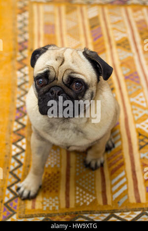 Neako le pug dog montrant ses bons côtés de l'appareil photo ! Banque D'Images